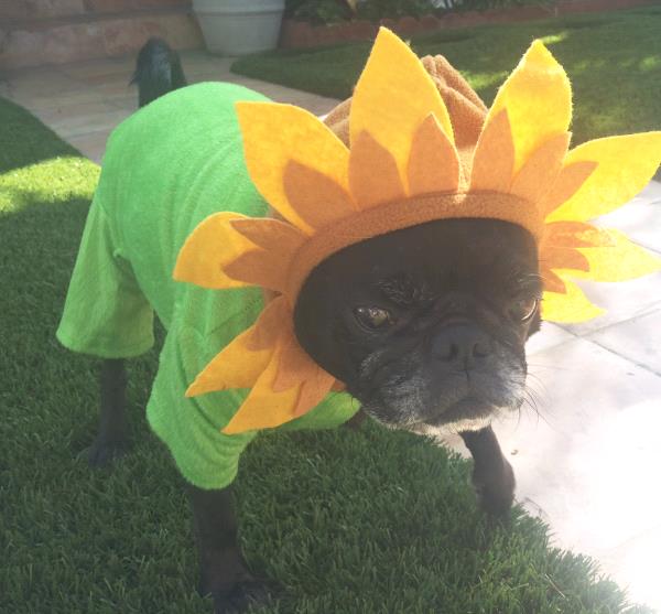 /Images/uploads/PUG NATION RESCUE OF LOS ANGELES/pugnationcalendar/entries/2353thumb.jpg